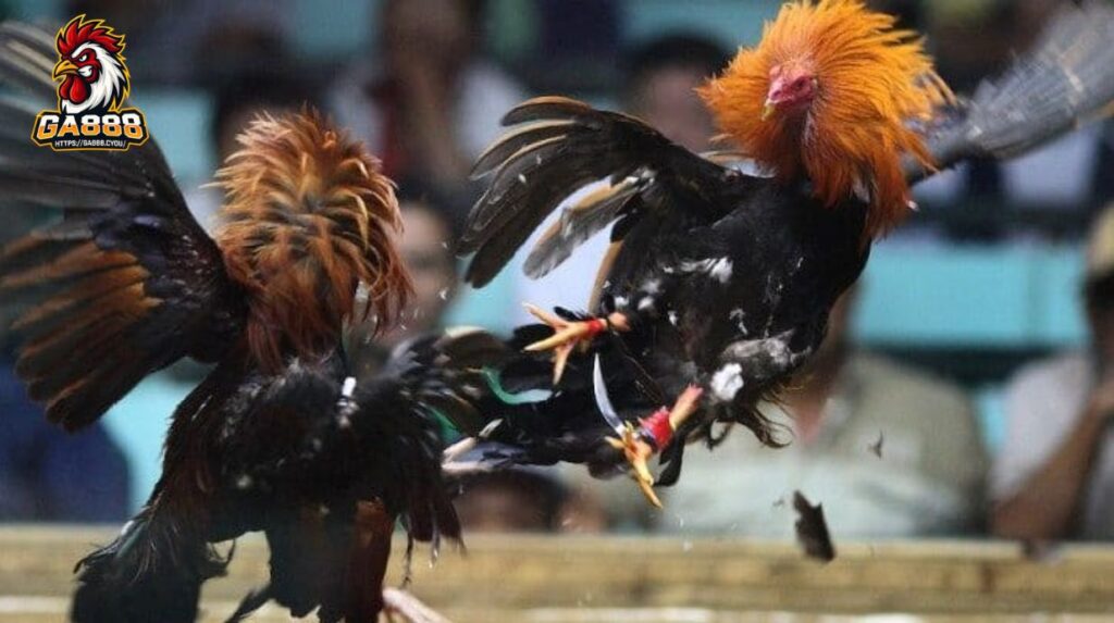 Cách bắt kèo đá gà cựa sắt chuẩn