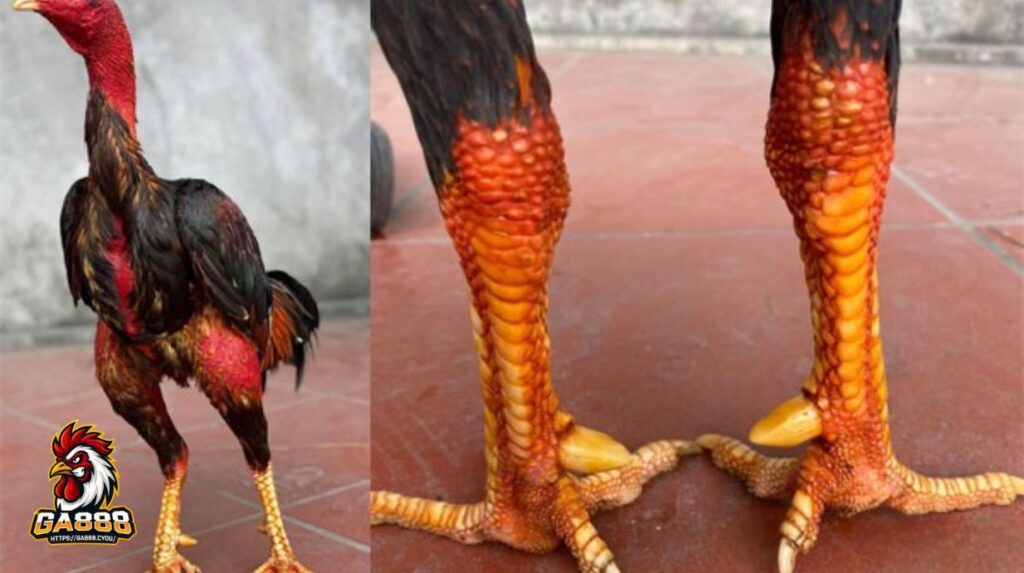 Các lỗi thường gặp khi xem tướng gà