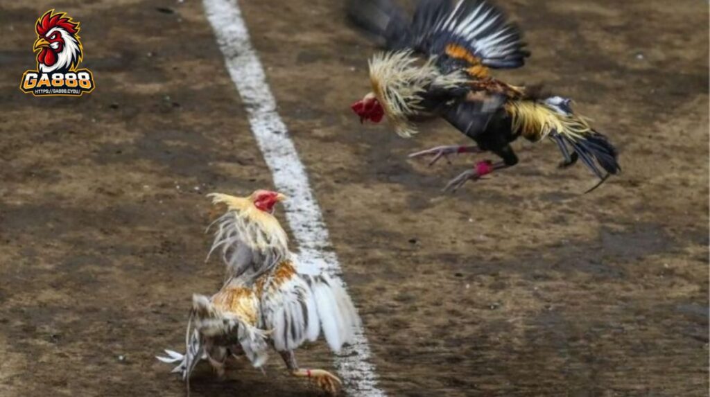 Cách soi kèo đá gà Thomo chính xác