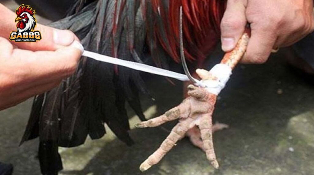 Giới thiệu về đá gà cựa dao