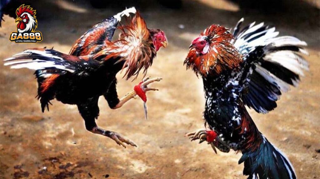 Giới thiệu về trường gà Thomo