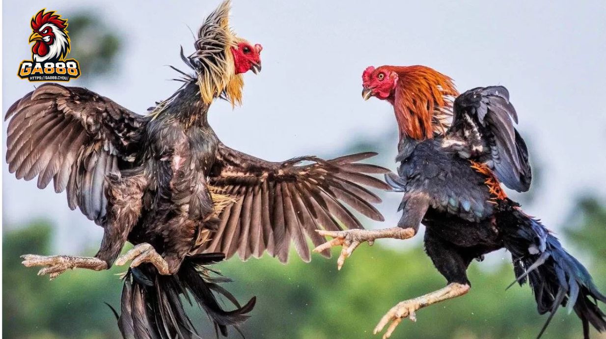 Kinh nghiệm chơi Đá Gà GA888 cho người mới