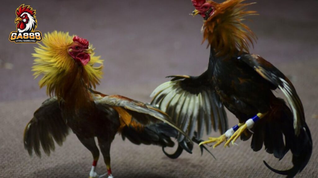 Các loại hình đá gà cựa sắt phổ biến