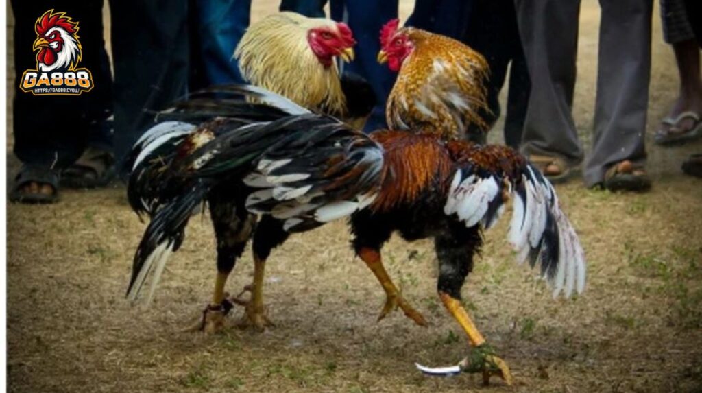 Mẹo cá cược đá gà cựa dao chuẩn xác
