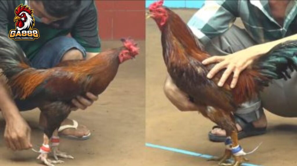 Tổng quan về đá gà cựa sắt trực tiếp