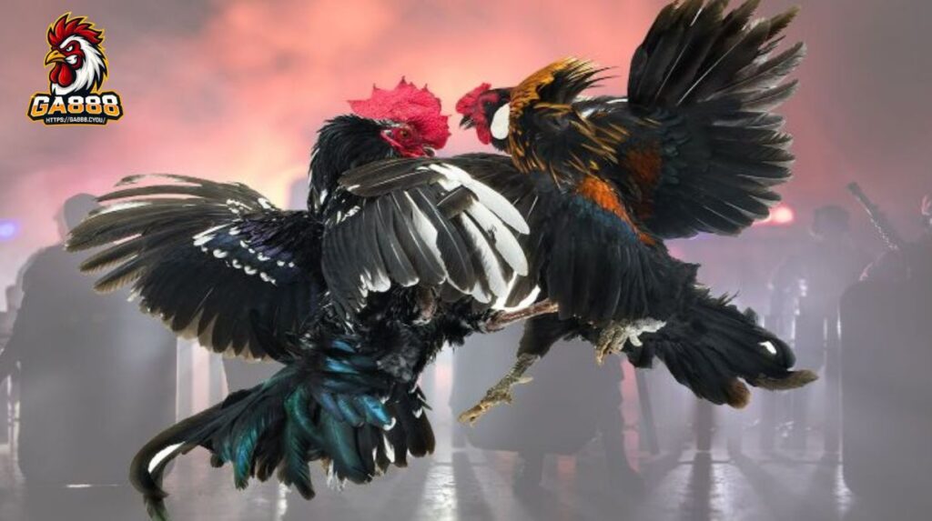 Tổng quan về đặt cược đá gà