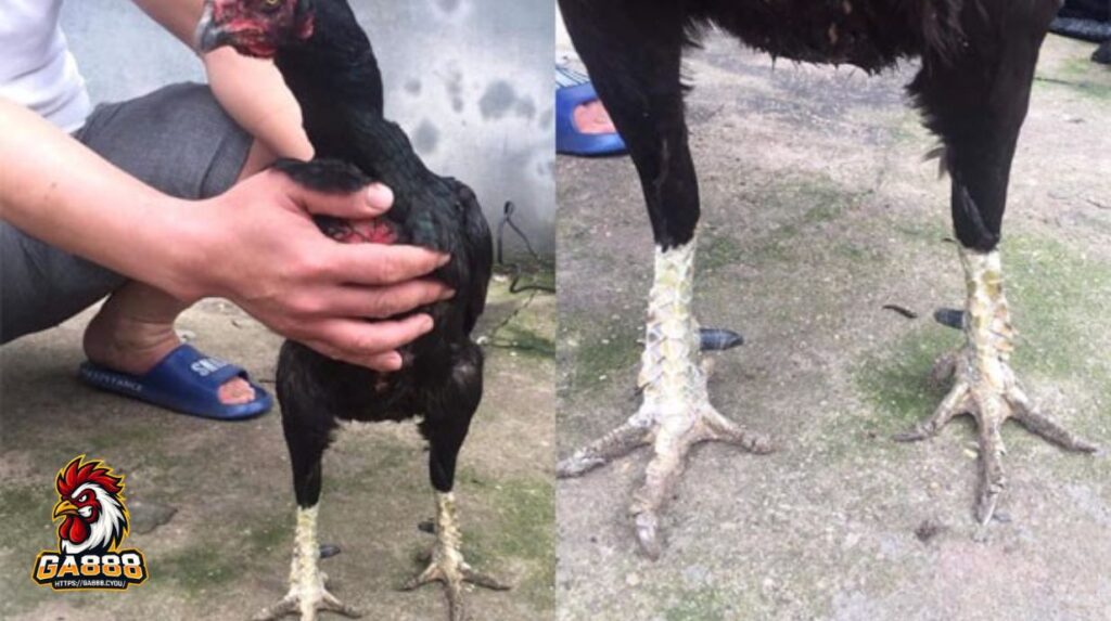 Xem chân vảy gà để nhận biết gà đá hay