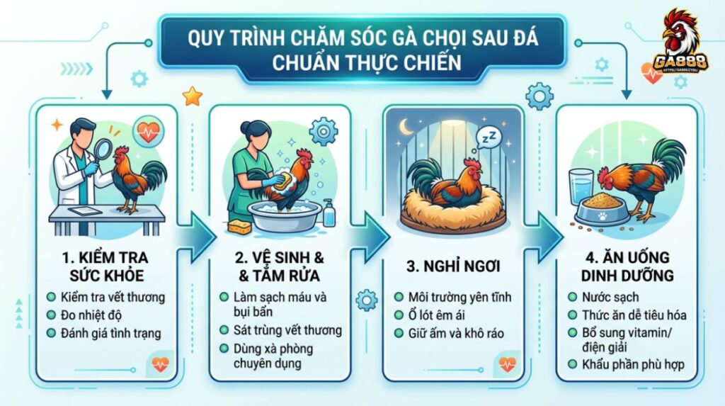 Quy trình chăm sóc gà chọi sau đá chuẩn thực chiến