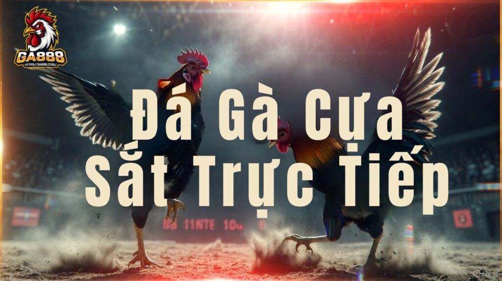 Đá Gà Cựa Sắt Trực Tiếp - Xem & Bắt Kèo Chuẩn Nhất