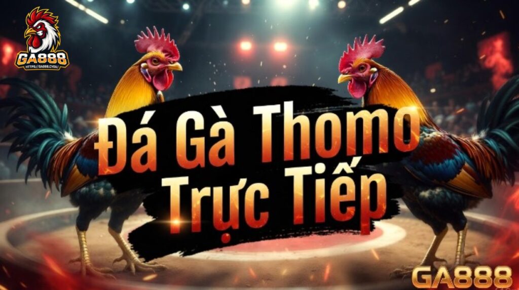 Đá Gà Thomo Trực Tiếp - Xem & Bắt Kèo Chuẩn Nhất 2026